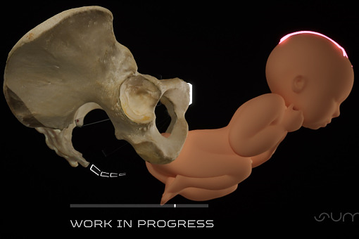 Nowatorski atlas porodu 3D dla studentów