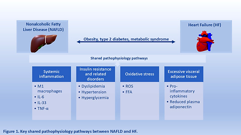 Association between metabolic dysfunction-associated steatotic liver disease and heart failure with preserved ejection fraction