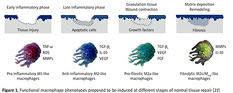 Targeting macrophage function with botulinum toxin: a novel translational strategy for preventing and treating pathological scars
