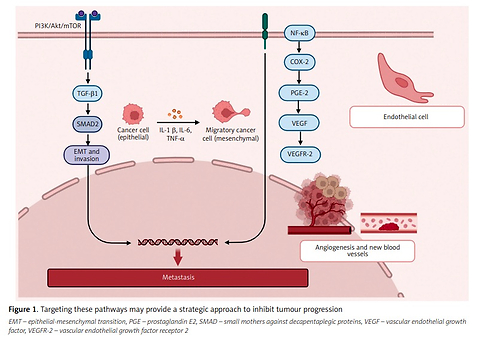 Anticancer effects of fangchinoline in 4T1 breast cancer cells: in vitro and in silico analysis of TGF-β1 and mTOR pathways
