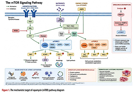 Sirolimus in contemporary medicine: from immunosuppression to precision therapeutics – part 1