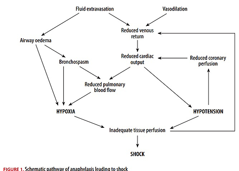 Acute anaphylaxis triggered by β-lactam antibiotics: lessons for front-line emergency care