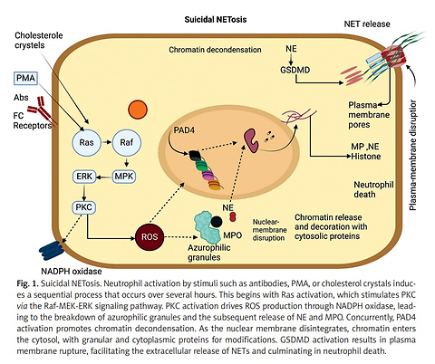 Neutrophil extracellular traps in ischemic and hemorrhagic stroke: dual roles in thromboinflammation, vascular injury, and therapeutic targets