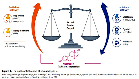 Beyond the panacea: addressing the systemic failure in midlife female sexual health