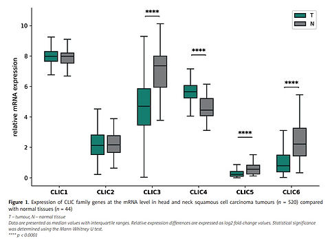 Chloride intracellular channels engage in head and neck squamous cell carcinoma pathogenesis: a bioinformatic exploration of expression patterns, immune interactions, and oncogenic pathways