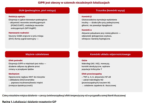 GIP w roli głównej, czyli jak zmienił się obraz drugiego hormonu inkretynowego?