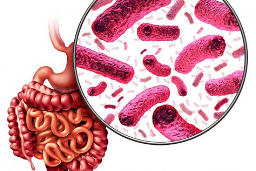 Przeszczep mikrobioty jelitowej łagodzi objawy zespołu jelita